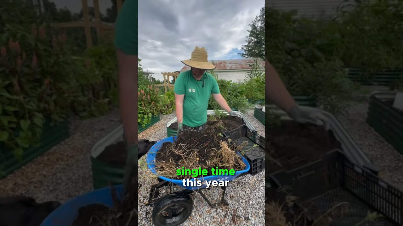 Growing Potatoes Vertically in a Potato Tower- RESULTS
