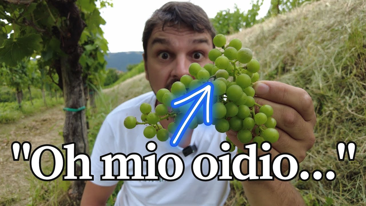 Oidio della vite: cos'è e come si contrasta