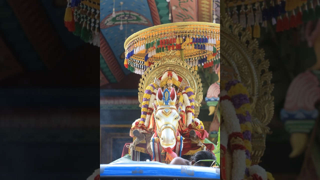காரைநகர் மடத்துக்கரை முத்துமாரி அம்மன் கோயில் தேர்த்திருவிழா 01-03-2026