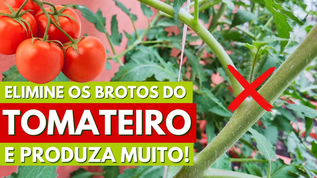 COMO FAZER A DESBROTA NO TOMATEIRO E TER PLANTAS MAIS PRODUTIVAS! CANAL MEU QUINTAL