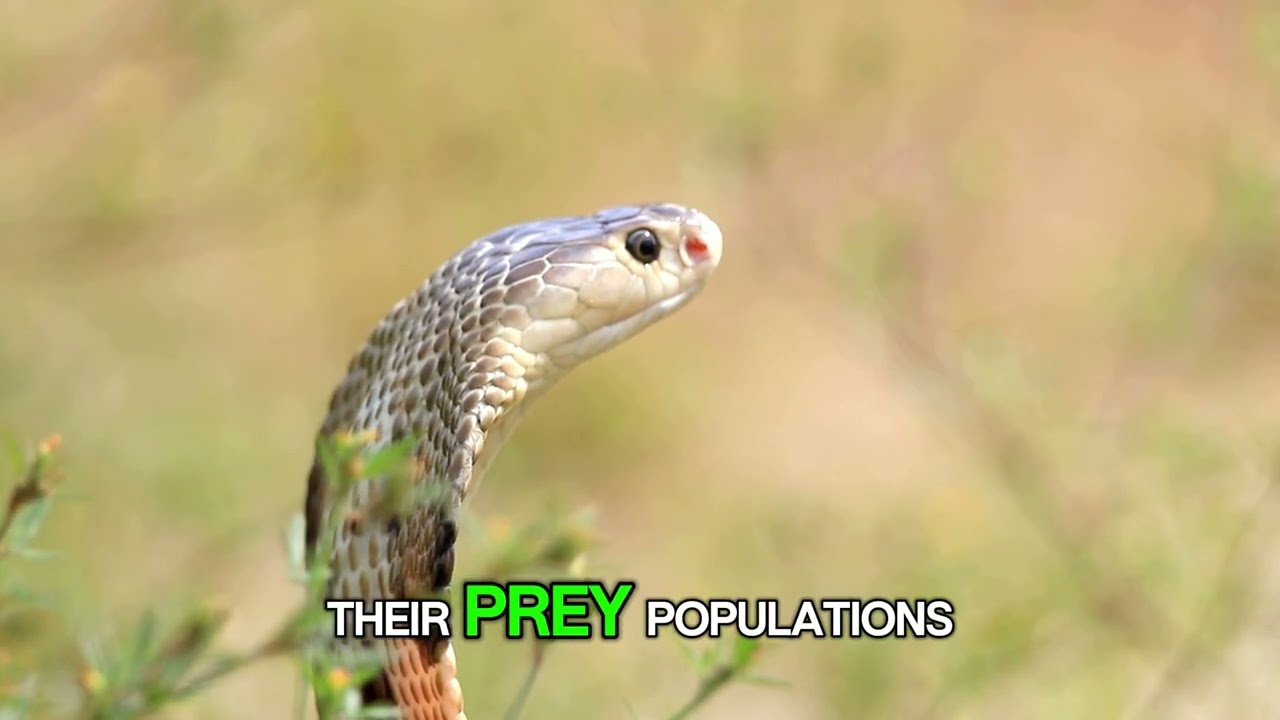 Giant Pythons (Pythonidae)