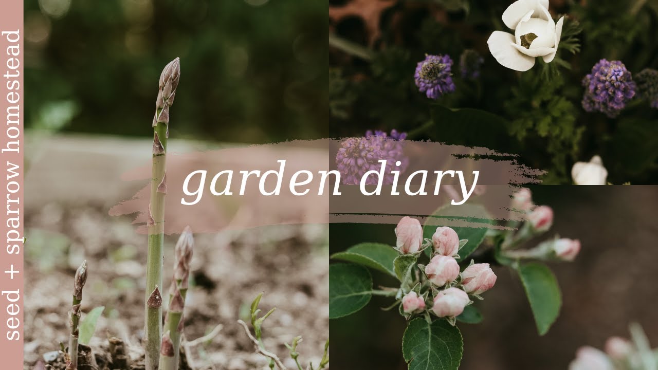 It’s Time to Plant! Carrots, Potatoes, Shallots, Peas! The Homestead Garden is Coming to Life!