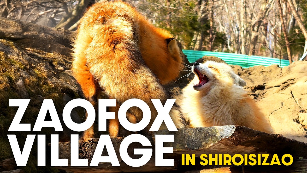 Over 100 foxes free range !! Fluffy experience at Fox Village in Japan
