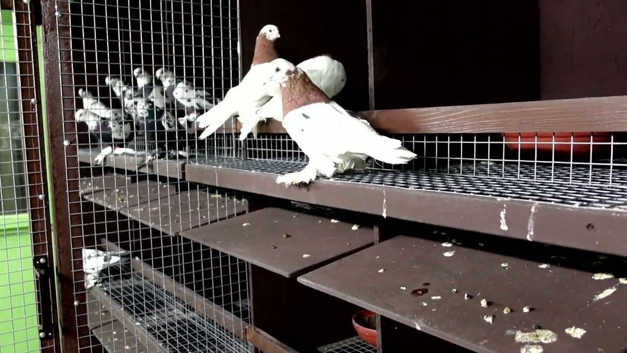 Узбекские и Бакинские голуби едут на ярмарку