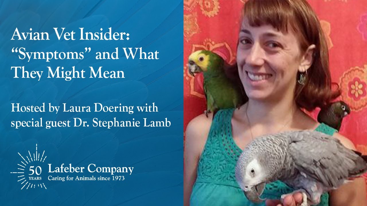 Avian Vet Insider 20: &ldquo;Symptoms&rdquo; and What They Might Mean