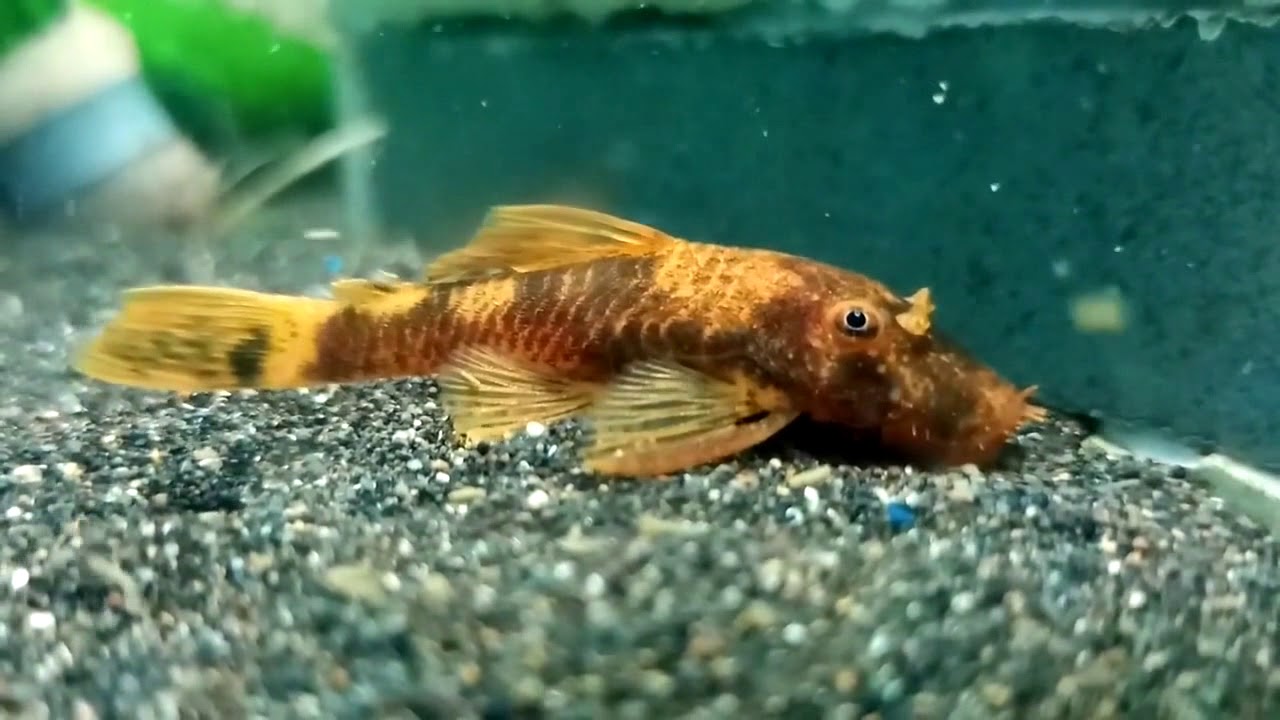 Ancistrus calico