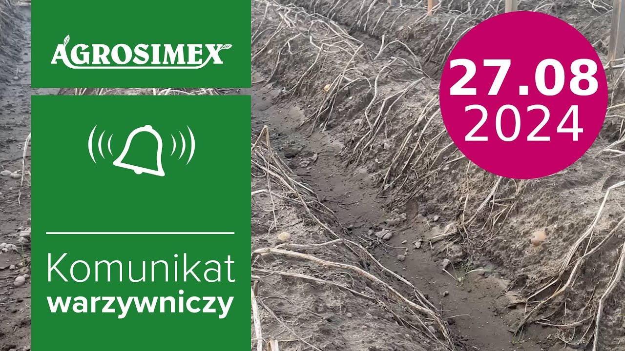 Desykacja ziemniaka 🥔KABUKI - komunikat warzywniczy | Agrosimex