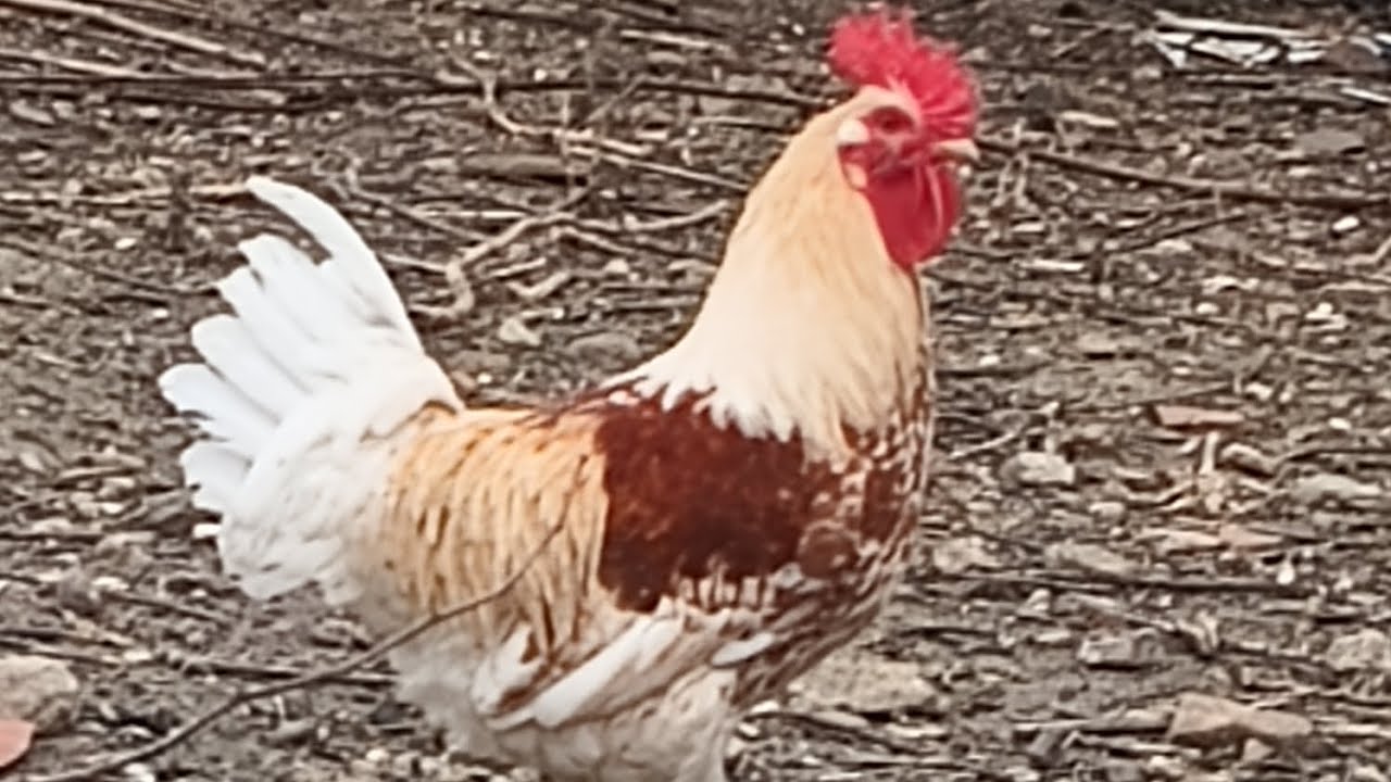 Videolara dönüyoruz 