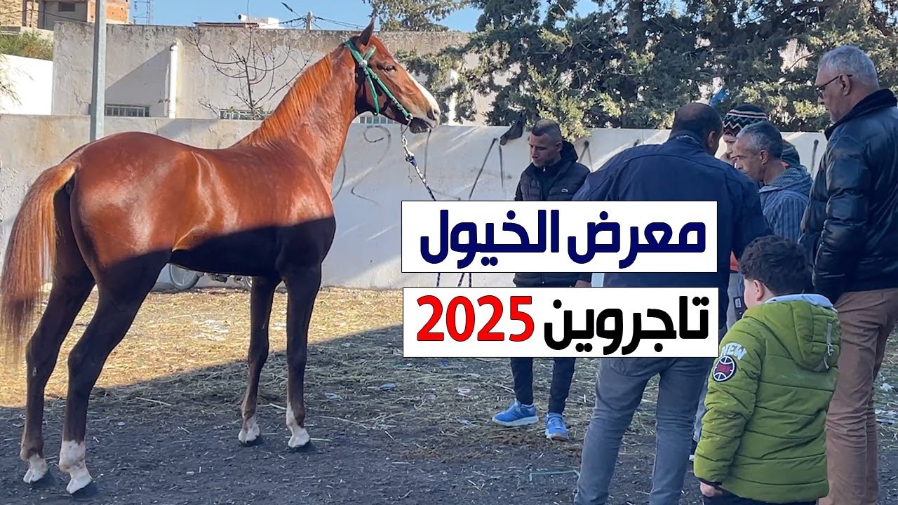 معرض الخيول بتاجروين ديسمبر 2025 - تونس