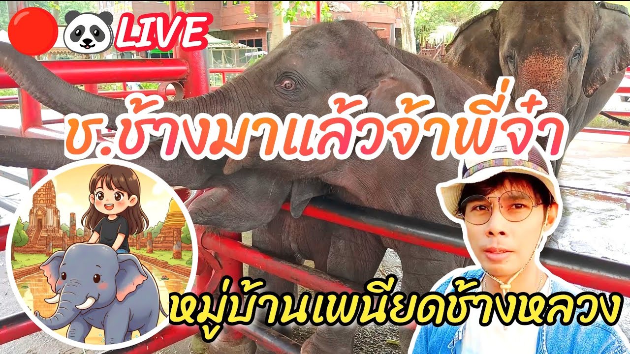 🔴🐼LIVE ช.ช้างมาแล้วจ้า หมู่บ้านเพนียดช้างหลวง อยุธยา #อยุธยา #Nopนพพลสตอรี่