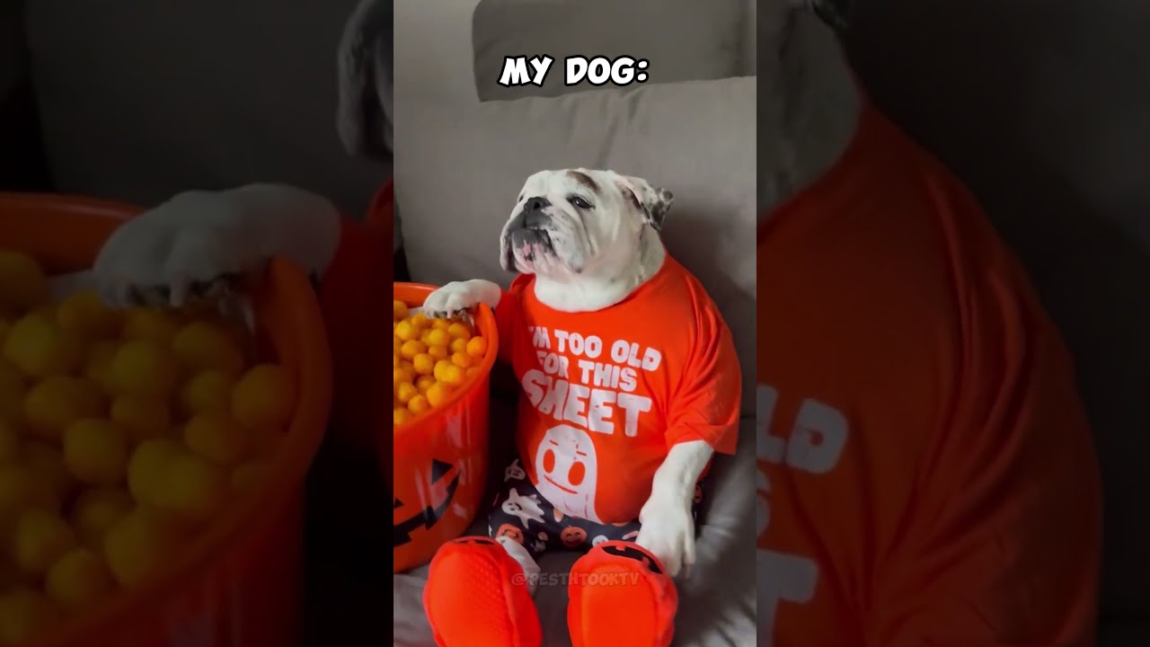 Other Dogs vs My Pets #dog #puppy #animals #pets #cat #funny #fun #doglover