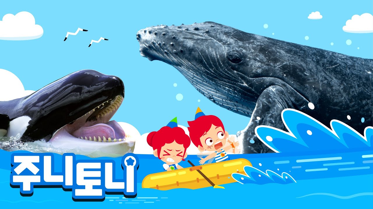 [생생탐구] 내가 궁금하다고래? | 🐳우리 고래들의 이야기를 들어봐! | 고래송 | 바다동물동요 | 어린이 자연관찰 | 주니토니 | JunyTony