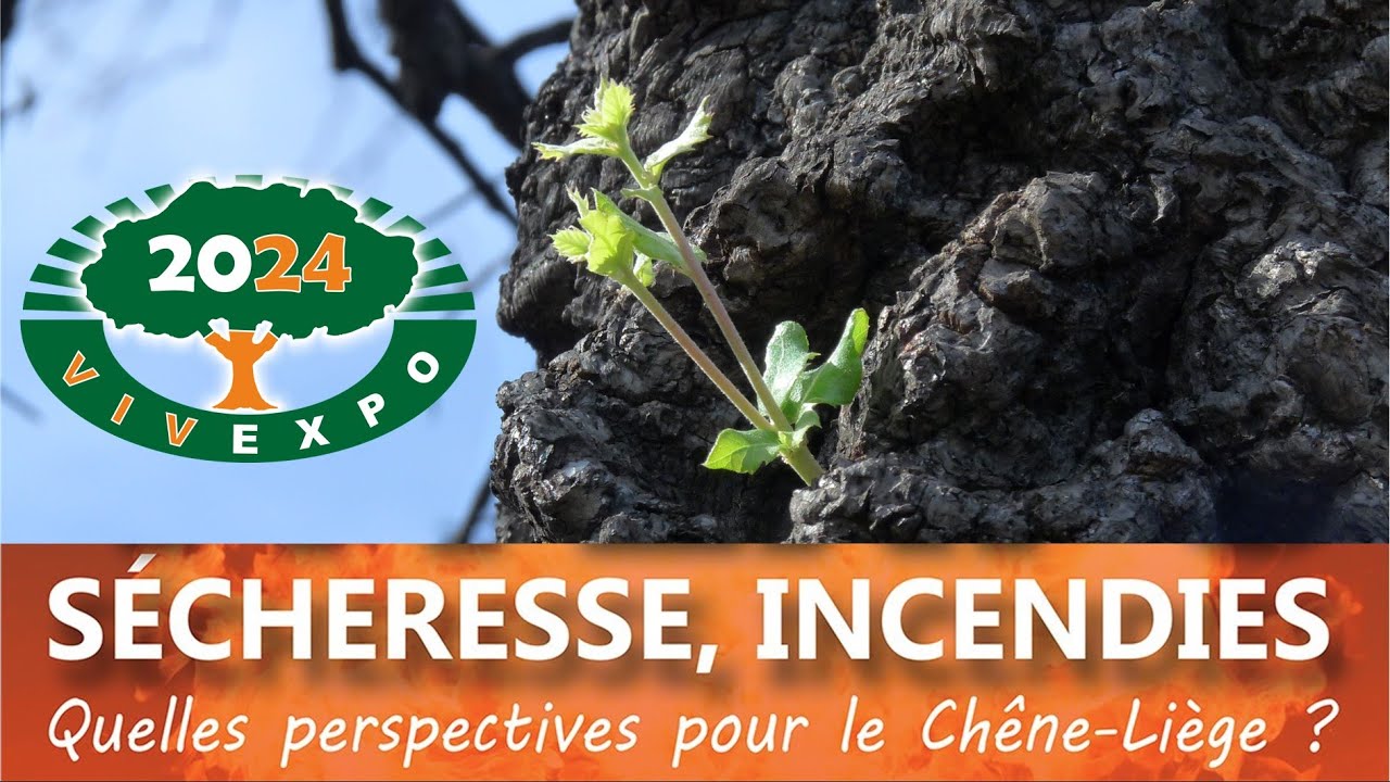 Vivexpo 2024 - Biennale du liège et de la forêt méditerranéenne