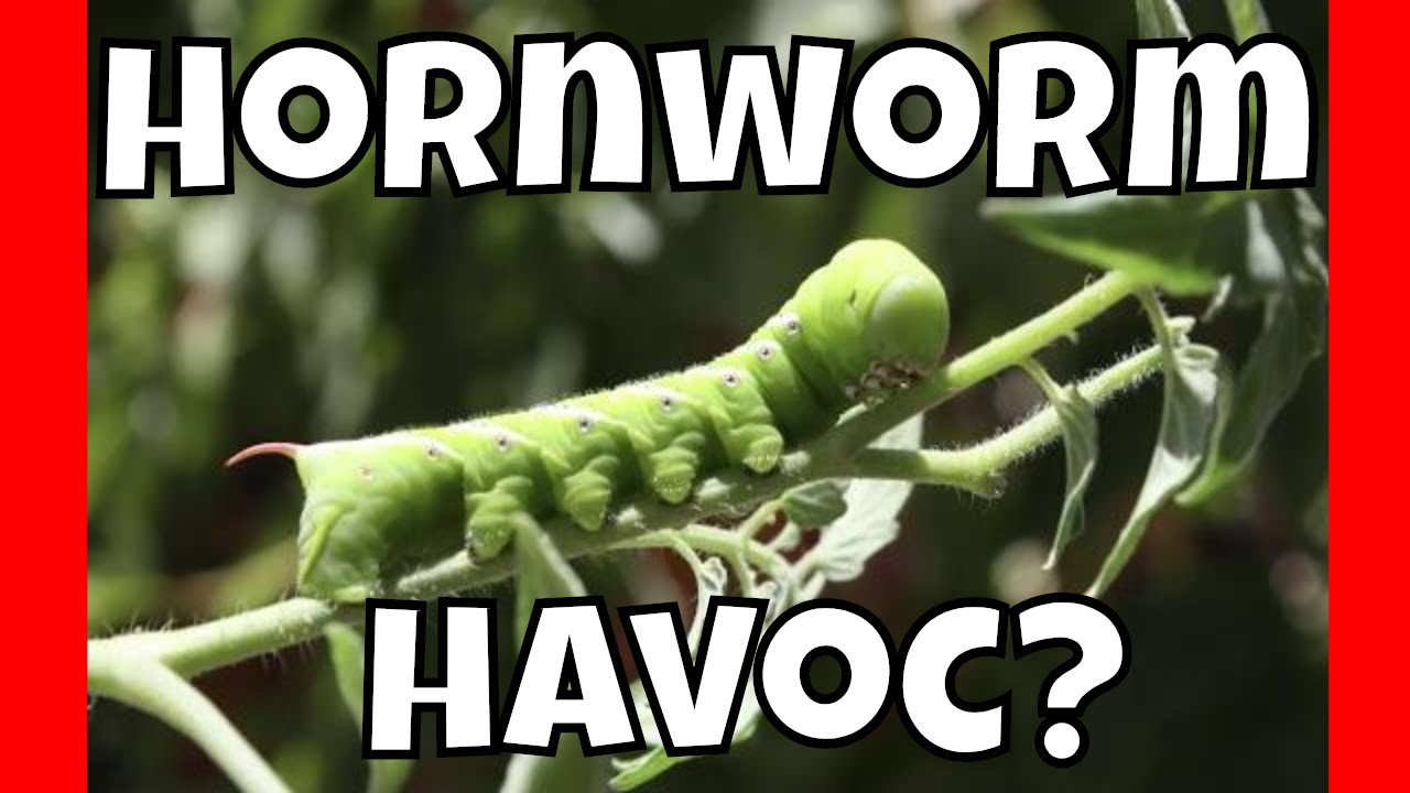 Tomato Hornworm Control at AldermanFarms!