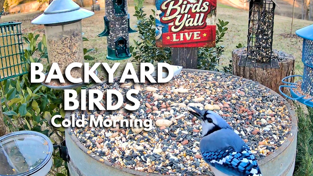 East Texas Bird Feeder LIVE Cam 🐦 | Backyard Birds & Real Nature Sounds | Cold Sunny Morning