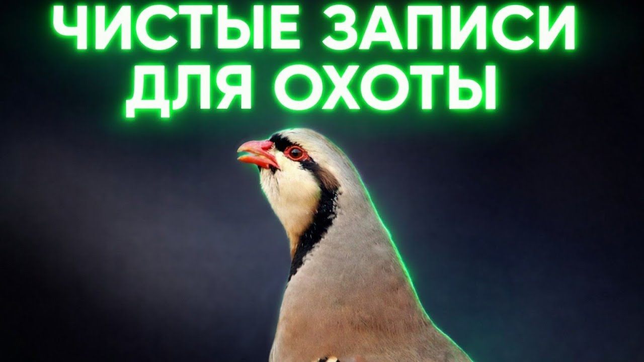 Овози кабк барои шикор #2026 Кеклик чистые записи для охоты