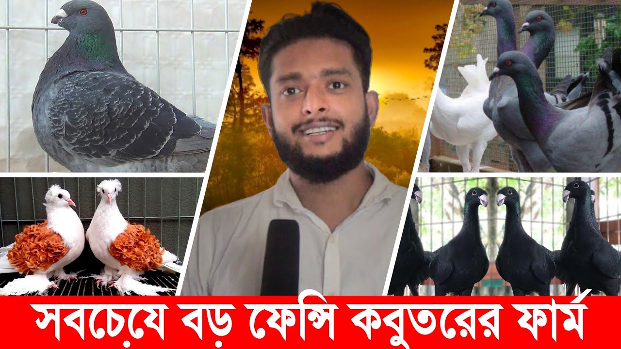 মাদারীপুরে জেলার সবচেয়ে বড় ফেন্সি কবুতরের ফার্ম