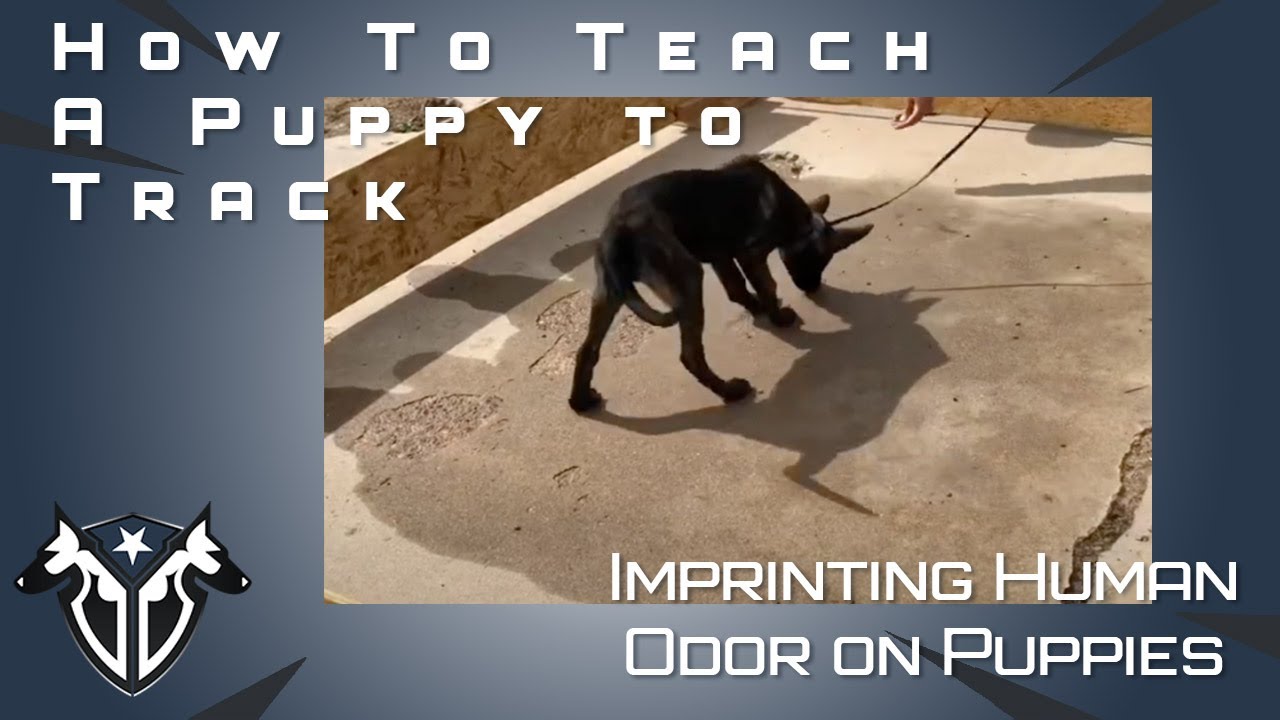 Intro to Tracking - Associating Human Odor with Reward - How We Start Young Puppies - Complete K9