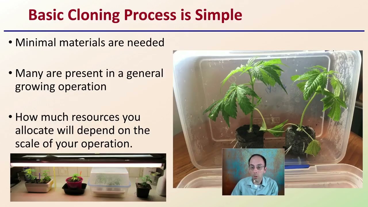 Growing Cannabis From Clones