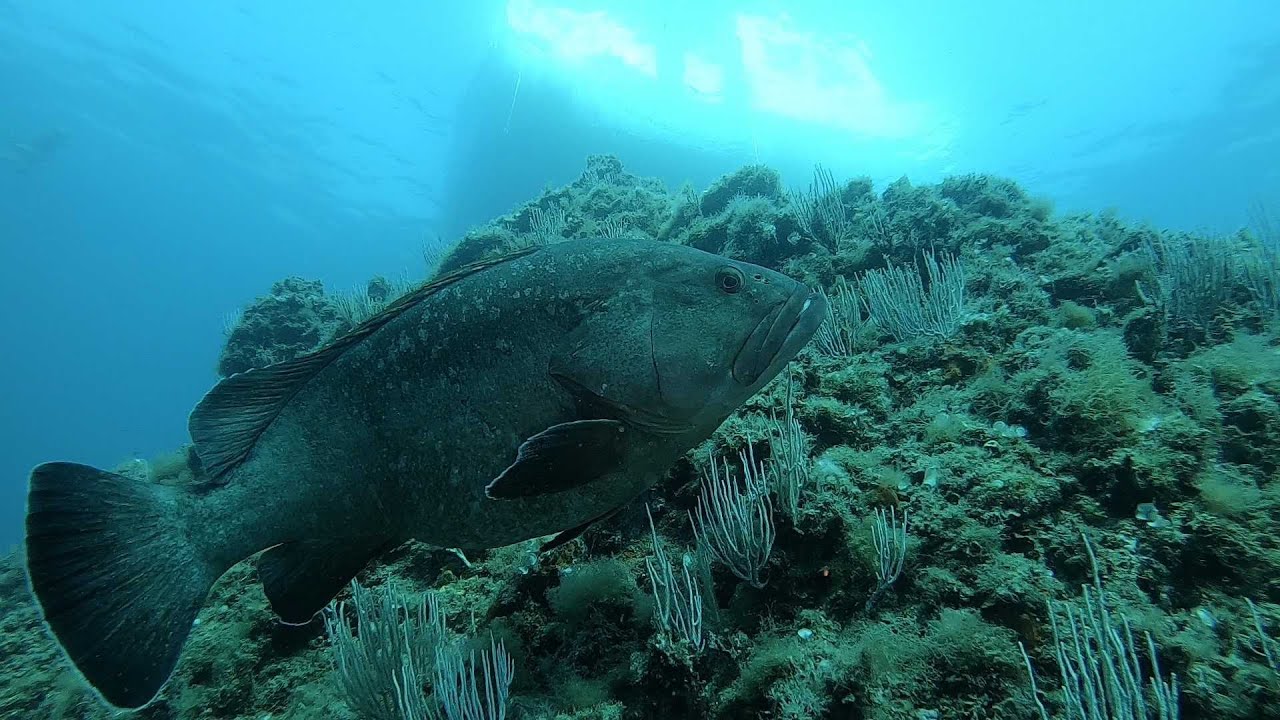 Banyuls 2022: Plongées dans la réserve marine de Banyuls-Cerbère