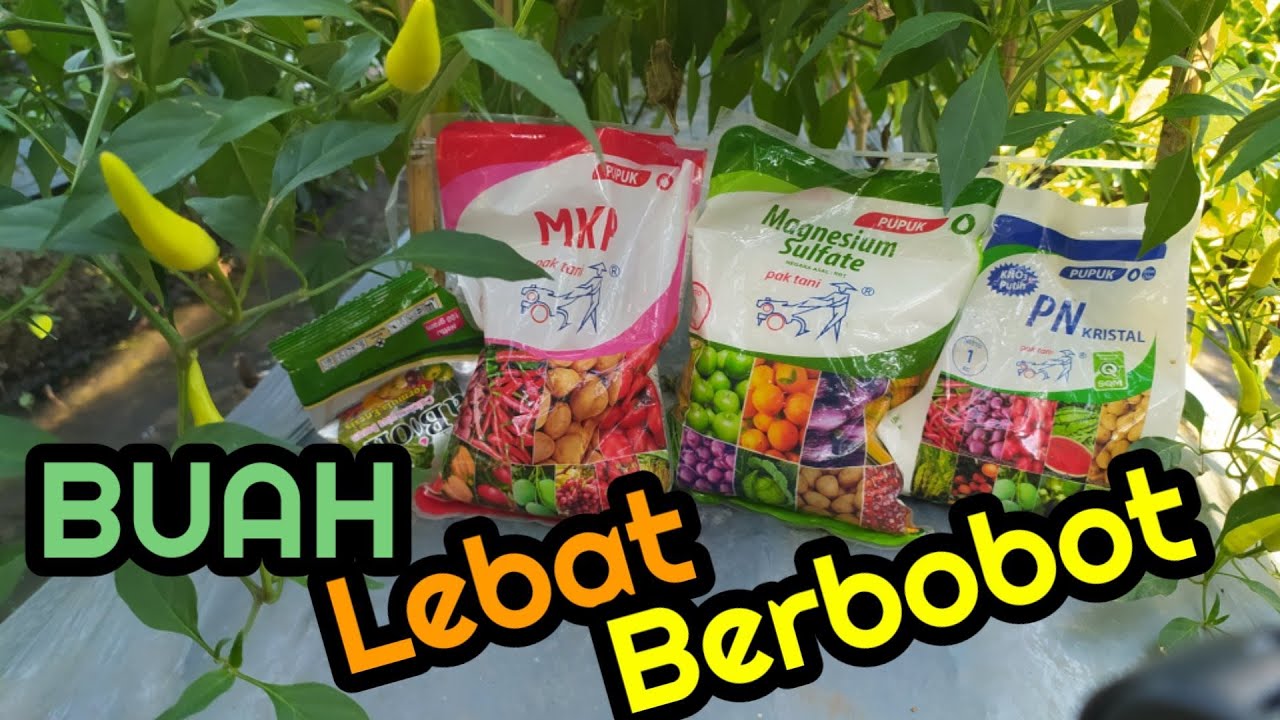 Campuran Pupuk Kocor Tanaman Cabe Masa Berbuah, Buah Lebat, Bunga dan Buah Anti Rontok