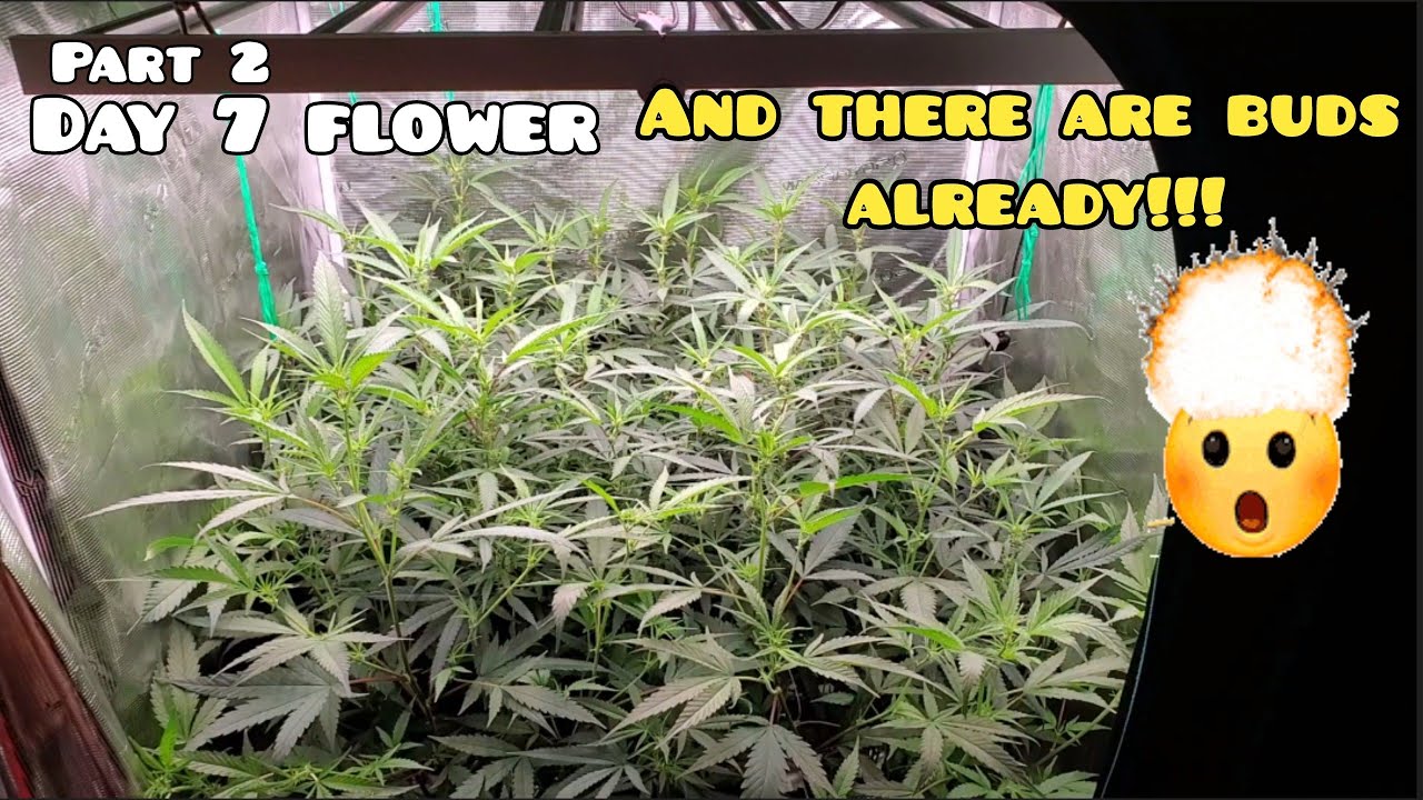 Day 7 Flower and there are Buds!! Part 2 .Whole Line up of nutrients VS A and B #marshydro#FC-E-4800