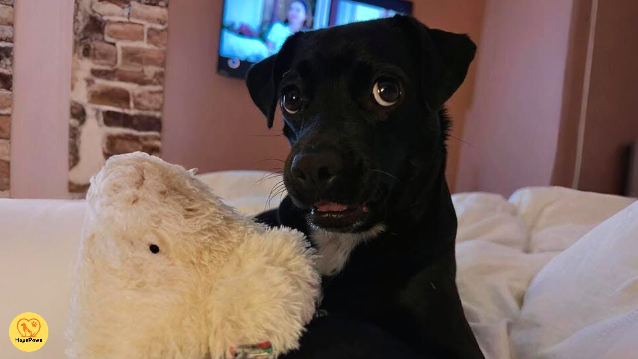 The dog who was rejected twice but never stopped wagging her tail.