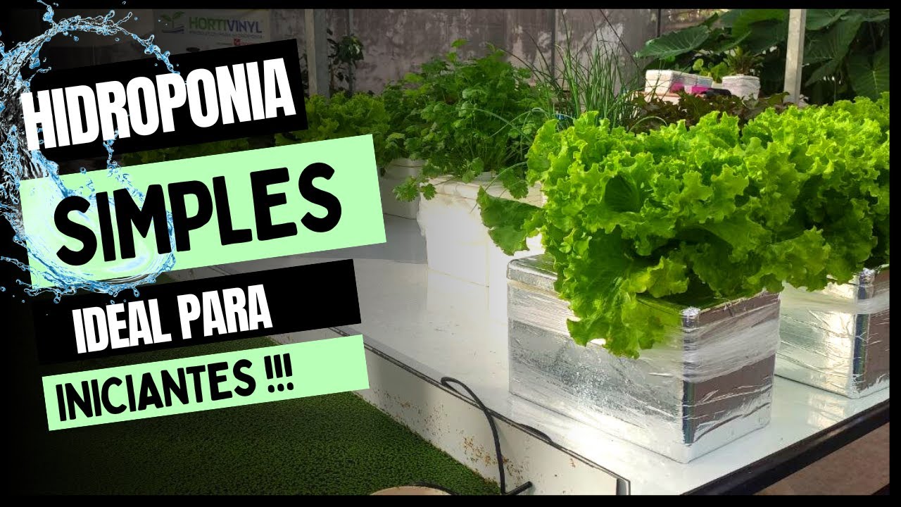 Hidroponia SIMPLES, FÁCIL e de BAIXO CUSTO 😃🌱