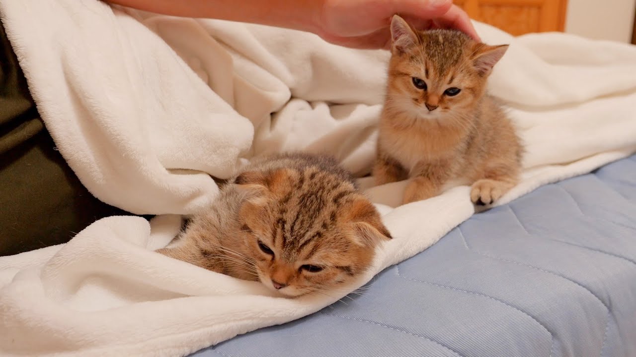 Милого котенка, который рано просыпается и слишком много играет, хозяин наконец-то уложил спать.
