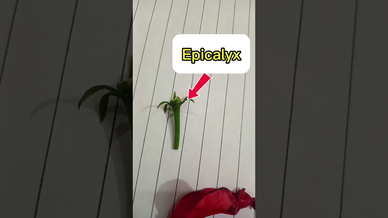 Bisexual Flower parts#viralshorts #shorts #biology #biologyclass10 #cbseboard #flowerdiagram