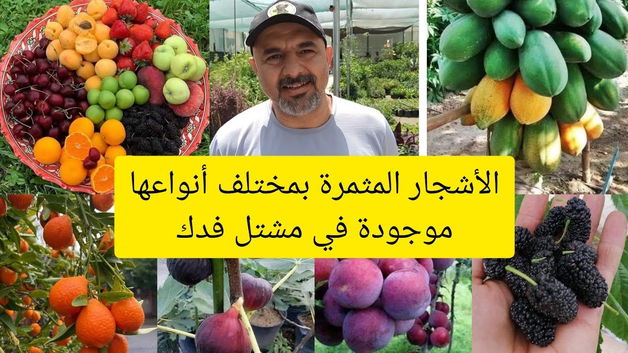اسعار النباتات العراق 🇮🇶 بابل مشتل فدك للنباتات النادرة شاهدوا تنوع النباتات لديهم خدمة توصيل بغداد