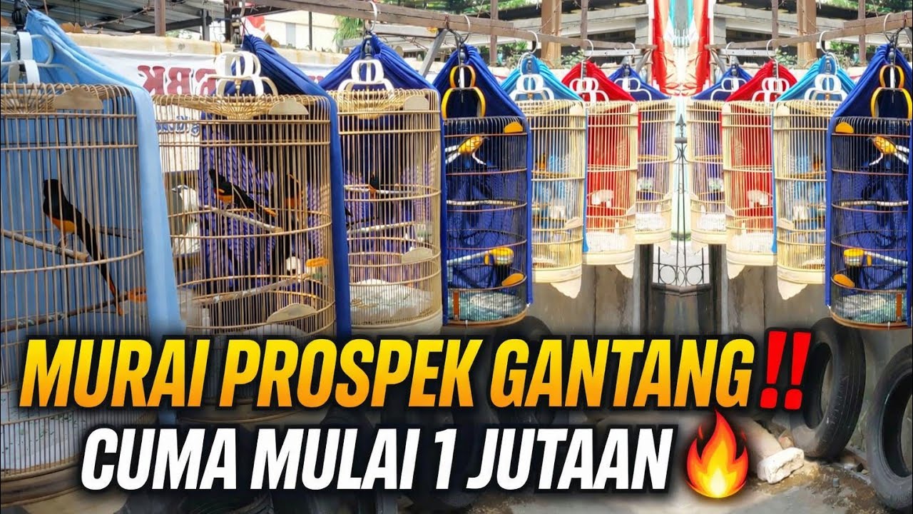HUT KE -7 ‼️MURAI PROSPEK LOMBA CUMA MULAI 1 JUTAAN DI JAKARTA