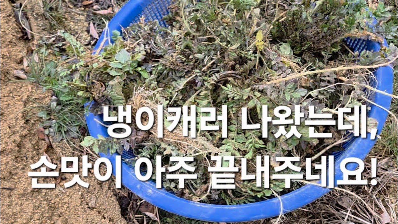 냉이캐러왔는데, 손맛이 아주 끝내주네~ ~#들나물#곰보배추#냉이#들판탐방#노지미나리#노지냉이#씀바귀#들기름#들깨거피가루#들깨#국산들기름#국산들깨