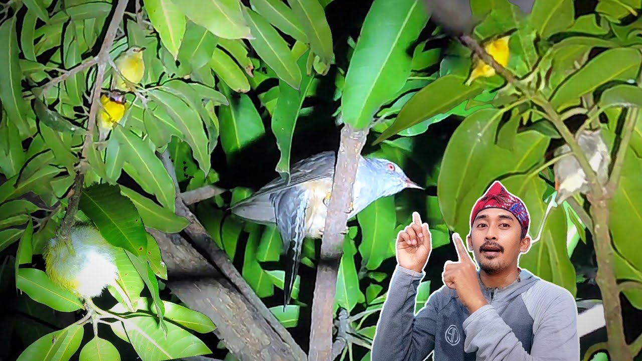 Spot Favorit Ku Sekarang | Mencari Burung Tidur Di Malam Hari Eps 186