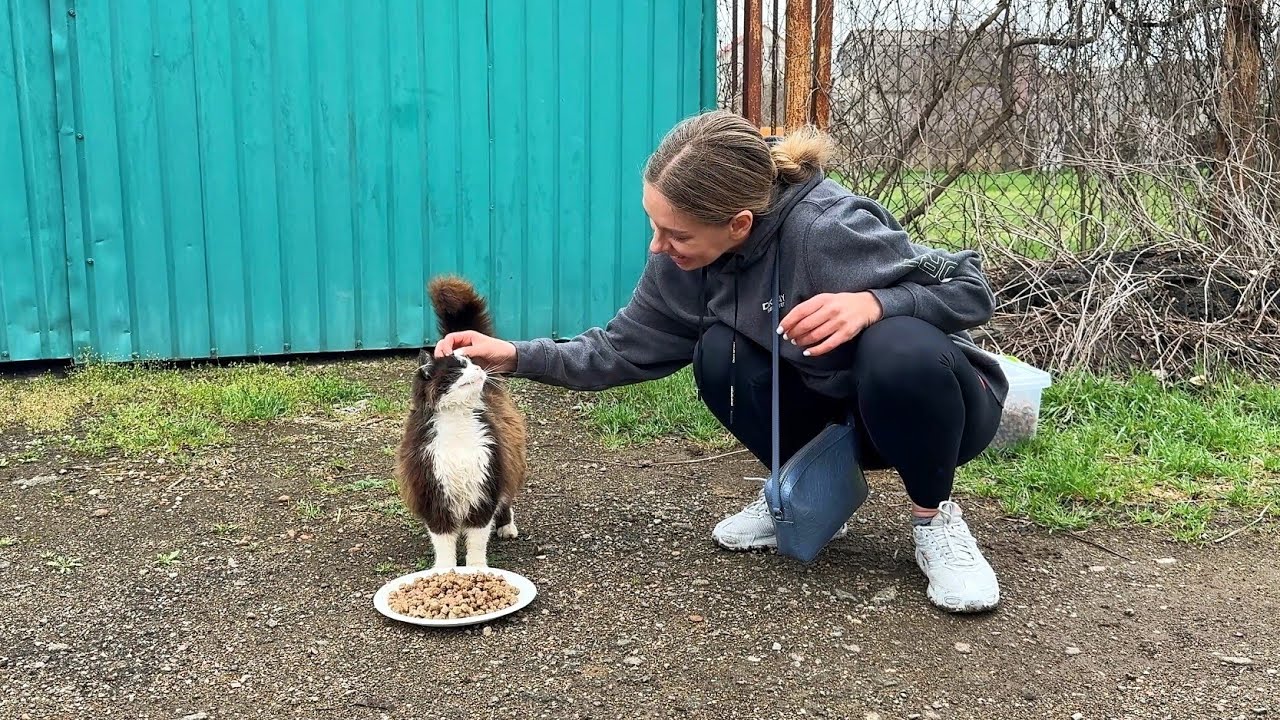 Бездомная кошка не ожидала, что её погладят.