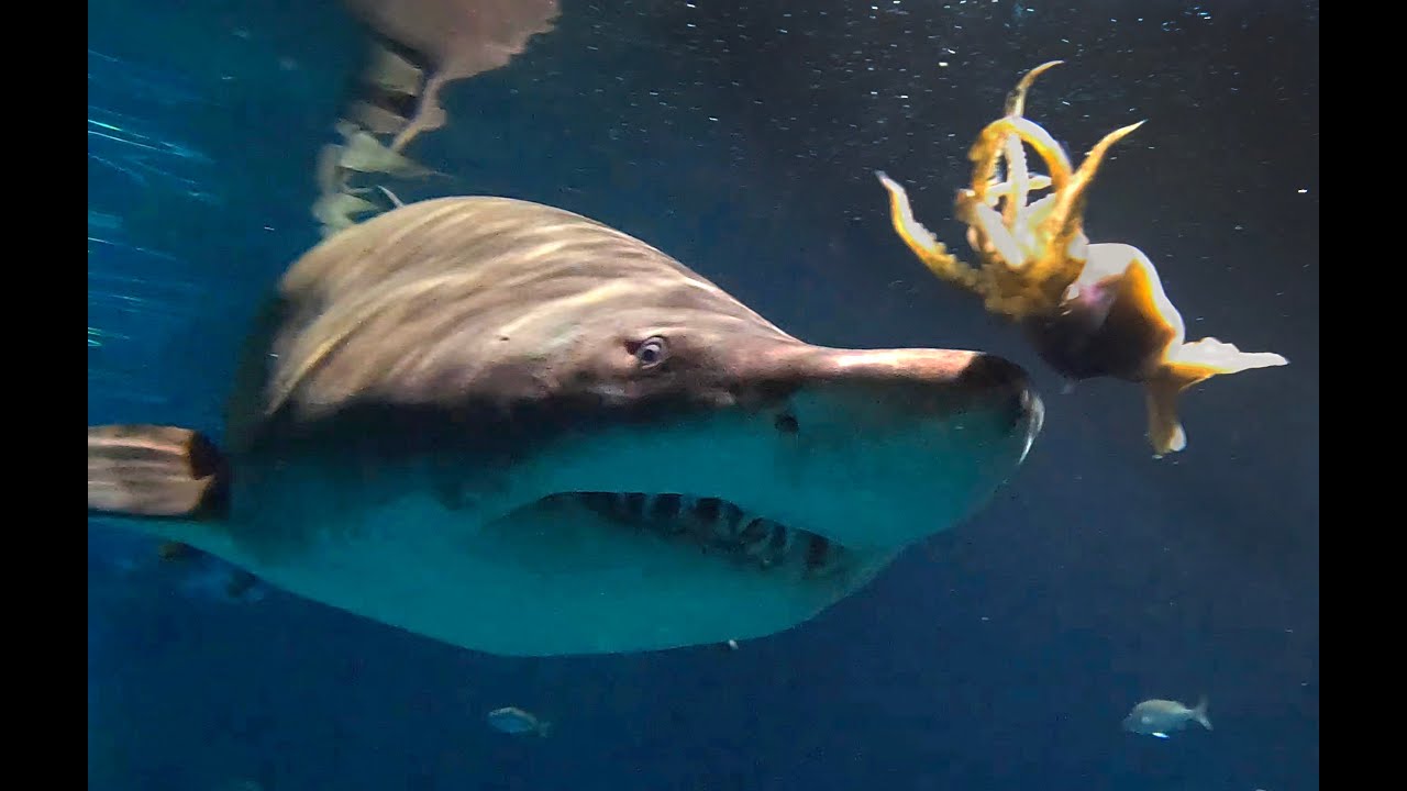 Shark feeding time at Adventure Aquarium