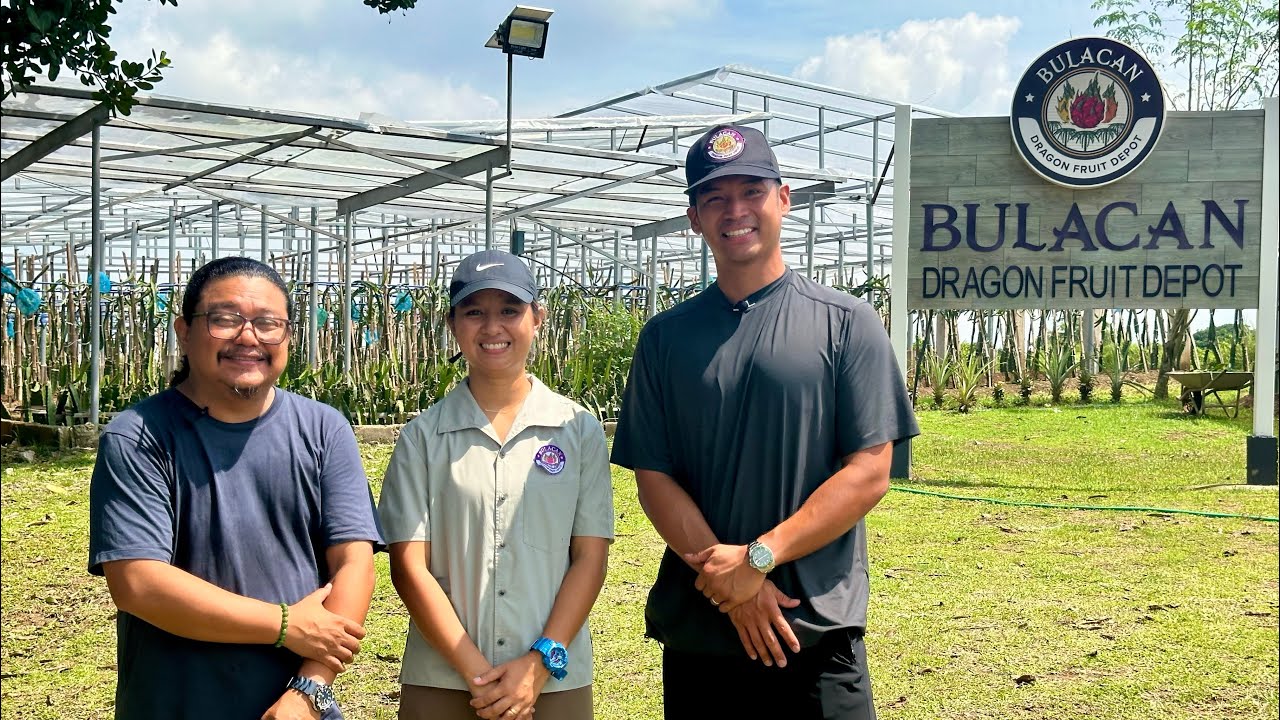 2,000 Square Meter Katumbas ng 1 Hectare! Intensive Dragon Fruit Farming!