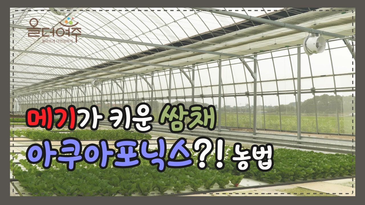 메기로 키운 친환경 농산물, in 여주 아쿠아포닉스 농장