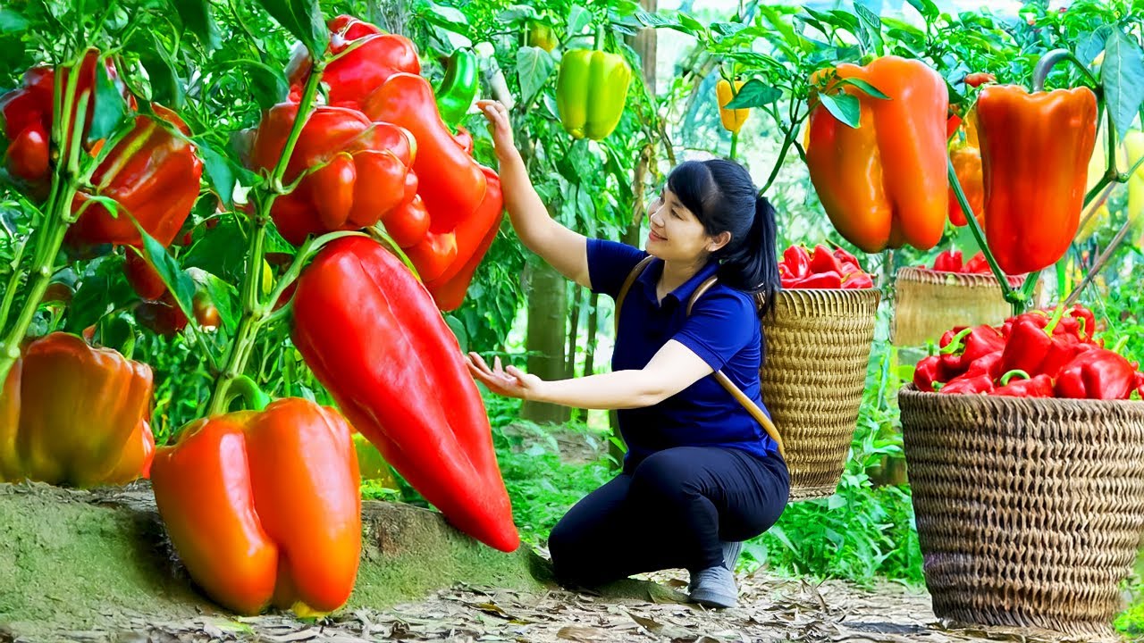 Harvest Sweet Bell Pepper, goes to the market to sell - Harvesting and Cooking |Tieu Vy Real Life