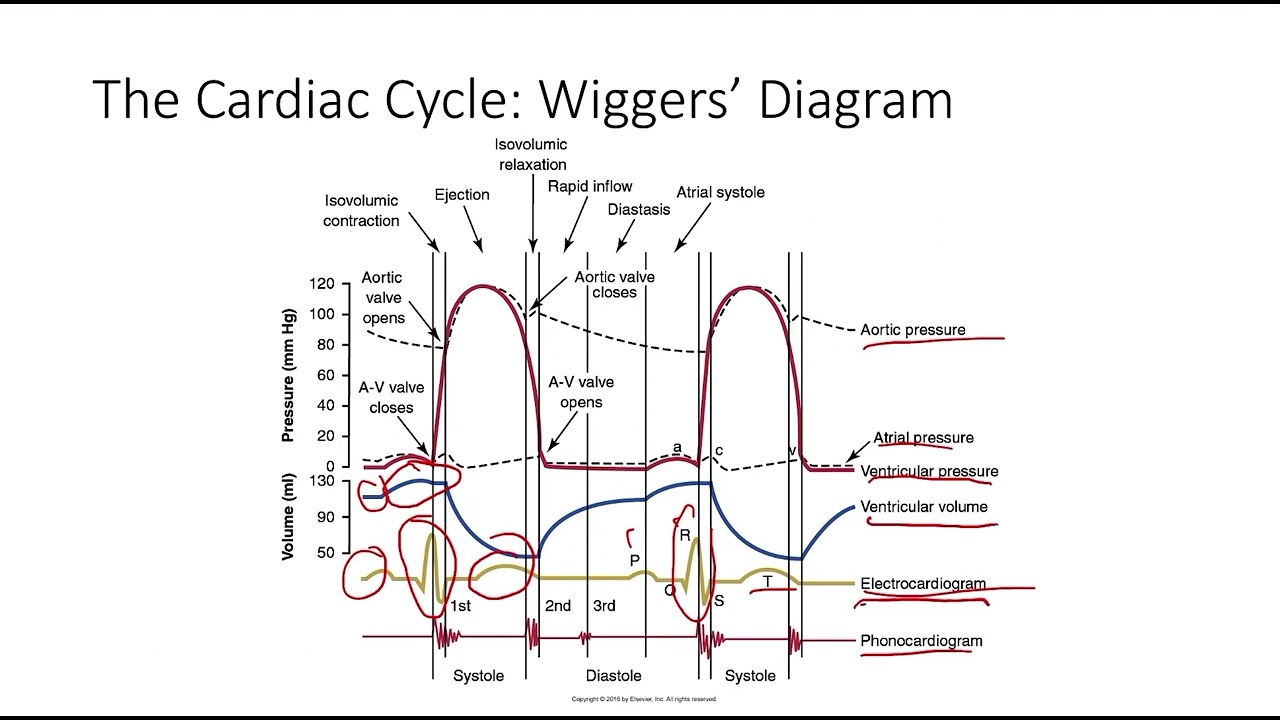 Cardiac Physiology 4: Blood Flow Through The Heart