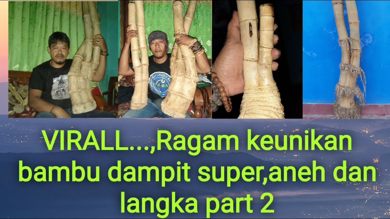 Bambu unik || Ragam keunikan Bambu dampit aneh dan langka part 2