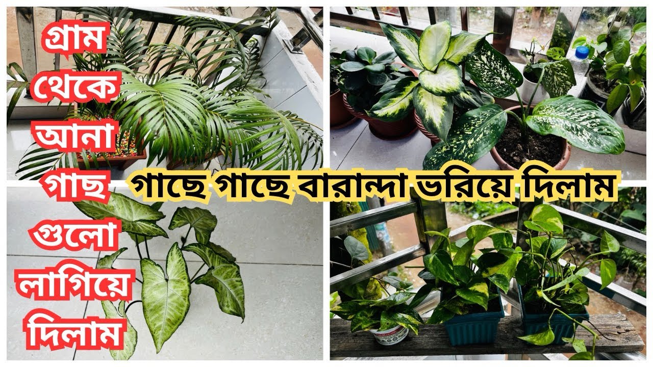 নানা ধরনের গাছে আমার বাগান এখন পরিপূর্ণ 🌴