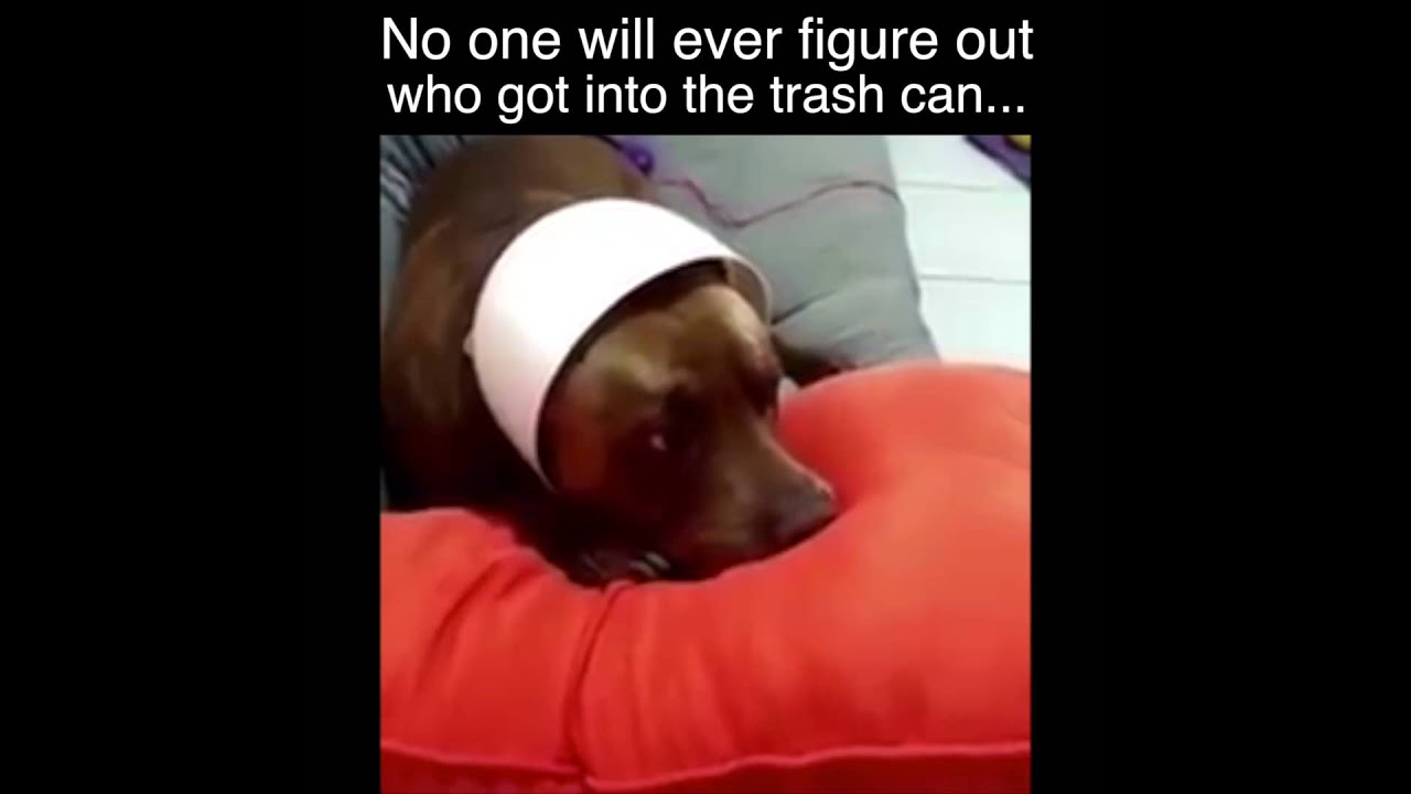 No one will ever figure out who got into the trash can