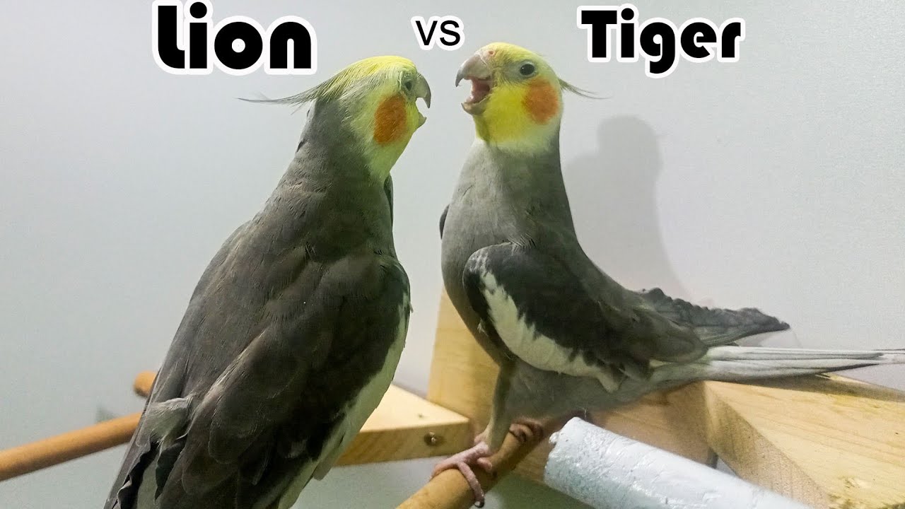 Cockatiel Fighting | Cockatiels | Birds