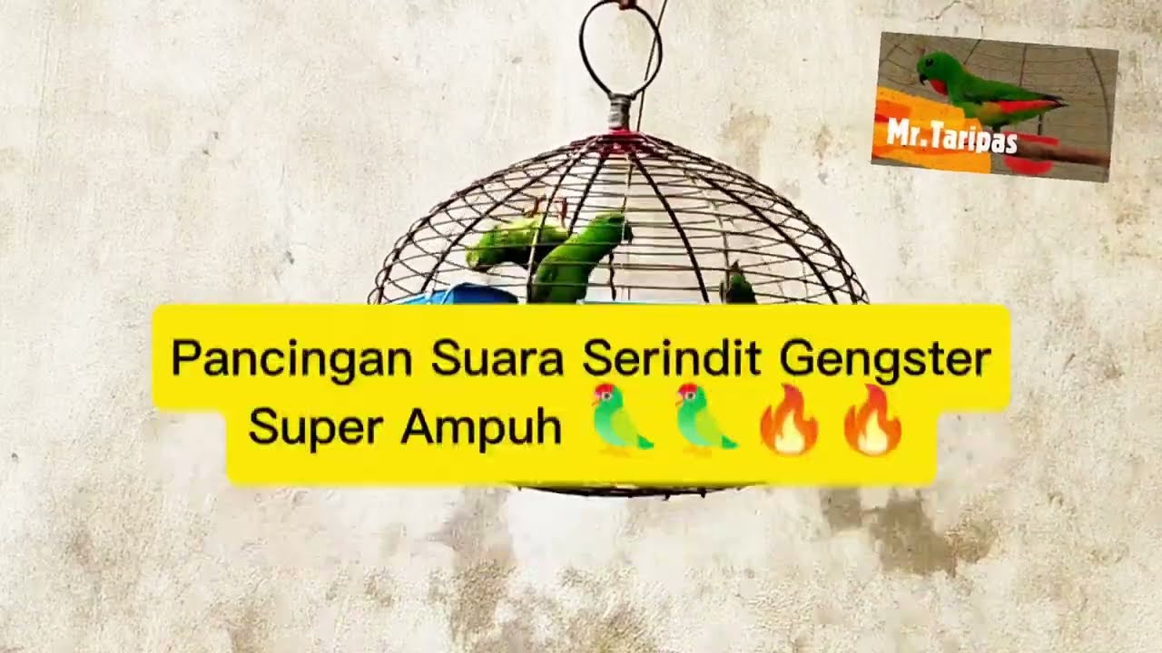 Pancingan EMOSI Suara Bahan Serindit Gengster 100% SUPER GACOR!!!! PASTI NYAUT!!!! 🦜🦜🦜🔥🔥🔥