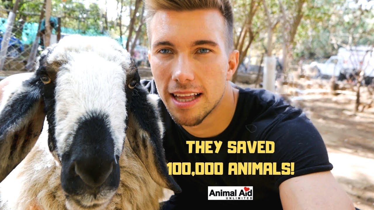 THEY SAVED 100,000 ANIMALS! | ANIMAL AID INDIA