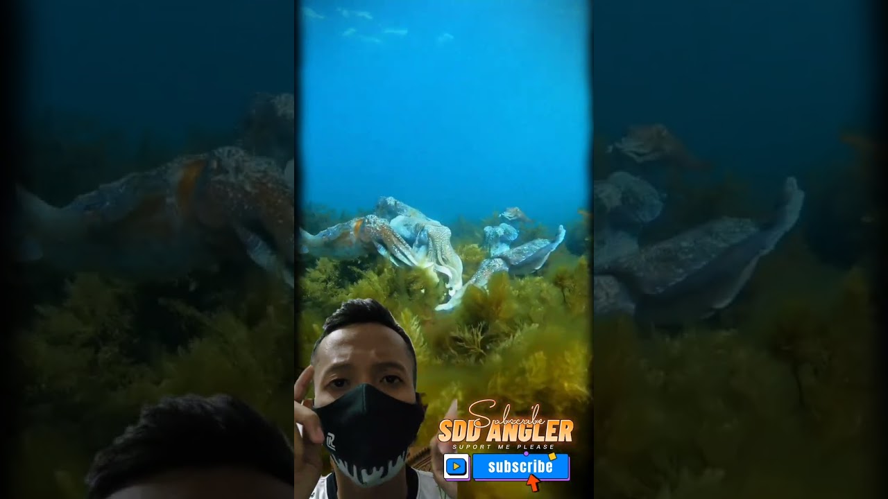 SOTONG INGIN BERTELUR 😲🦑 