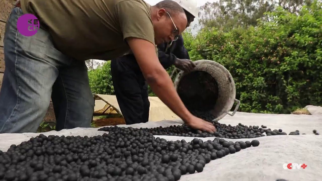 Kenyan firm uses seed balls to increase forest cover