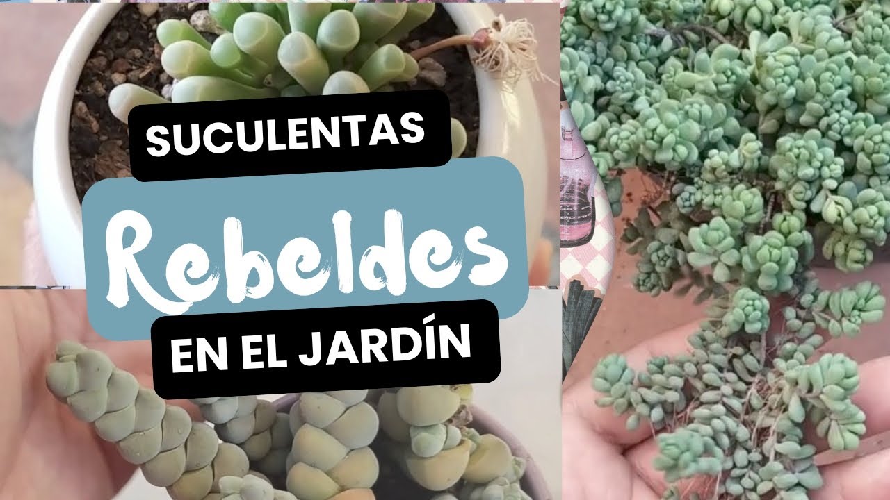 No podía con estás suculentas #paraisoenmijardín #suculentas #jardin #videoviral 