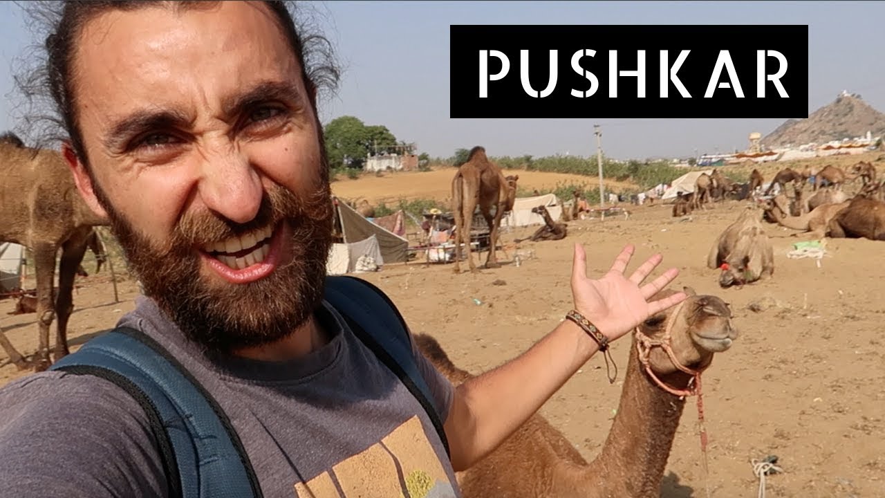 I came to India to buy a camel - Pushkar 🇮🇳